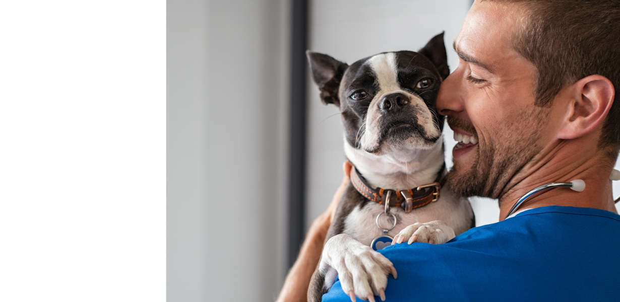 Veterinarian Holding Dog During Home Visit - XCura Mobile Vet Home visit vet in Perth holding a dog during a supportive veterinary consultation