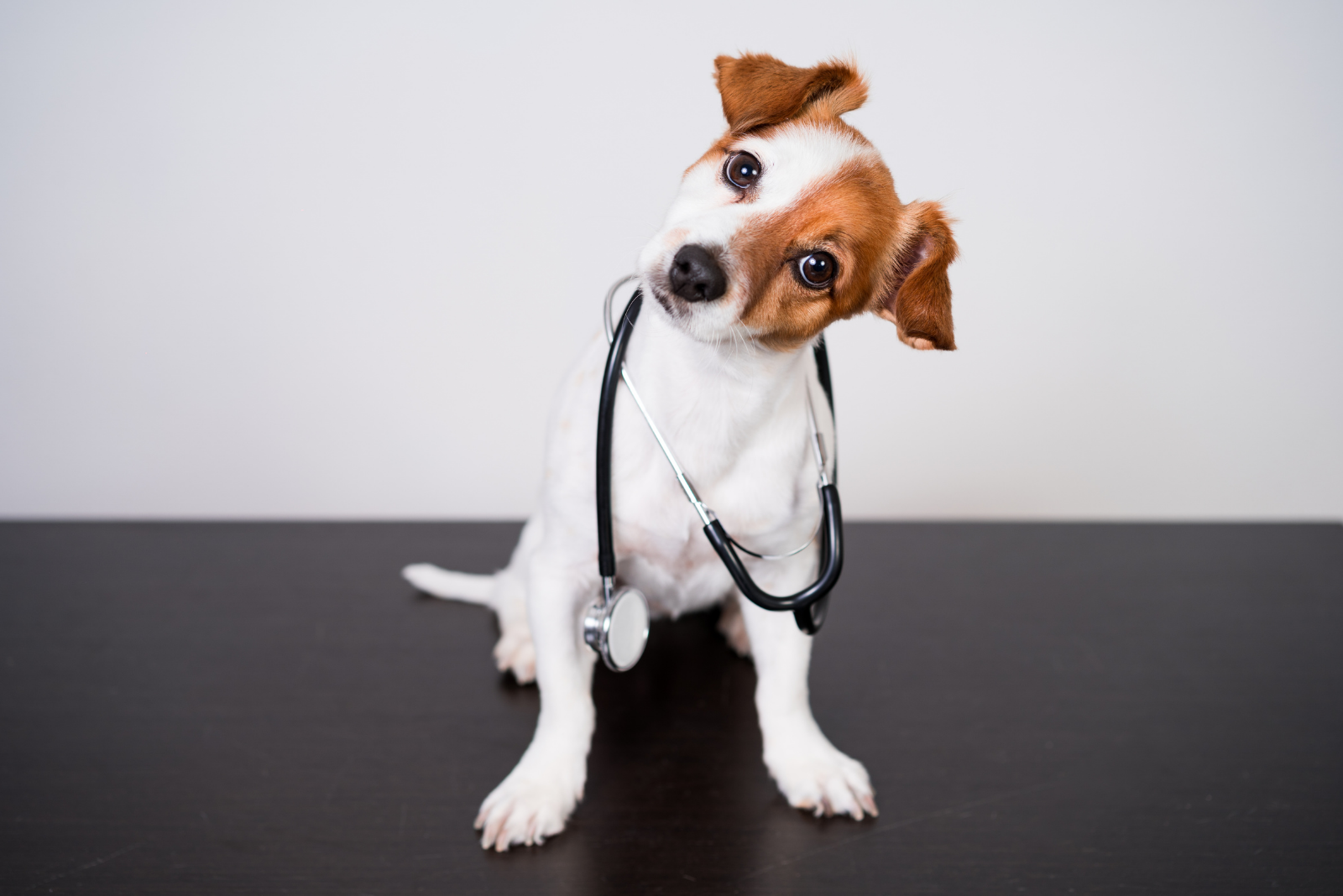 Dog With Stethoscope for Mobile Vet Care - XCura Mobile Vet Small dog wearing a stethoscope for mobile veterinary care in Perth