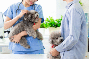 Home Vet Consultation With Dog Owner - XCura Mobile Vet Veterinarian holding a dog while speaking with a pet owner during a consultation