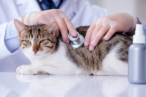 Cat health check during home vet visit - XCura Mobile Vet Veterinarian checking a cat with a stethoscope during a calm home vet visit