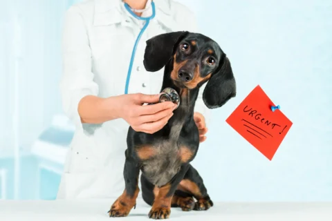 Dachshund at veterinary appointment at home - XCura Mobile Vet Dachshund being examined during a veterinary appointment for at-home pet care