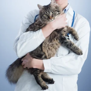Cat held by veterinarian - XCura Mobile Vet Veterinarian gently holding a cat during an in-home pet health examination