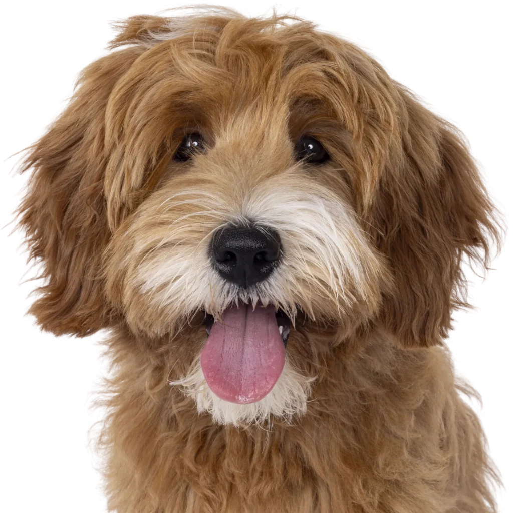 Friendly companion dog portrait - XCura Mobile Vet Friendly companion dog representing calm and personalised veterinary care at home