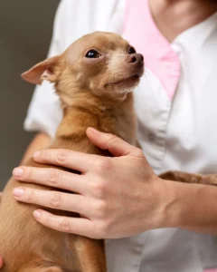 Small dog wellness check - XCura Mobile Vet Small dog being gently held during a routine veterinary wellness check