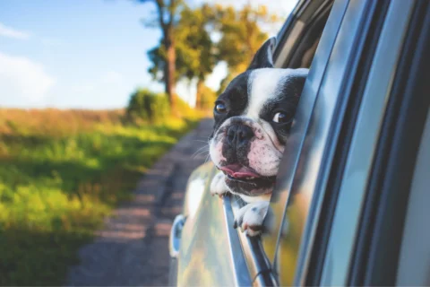 Dog enjoying a car ride - XCura Mobile Vet Happy dog looking out of a car window before going to a trip with veterinary certificate issued by mobile vet at home