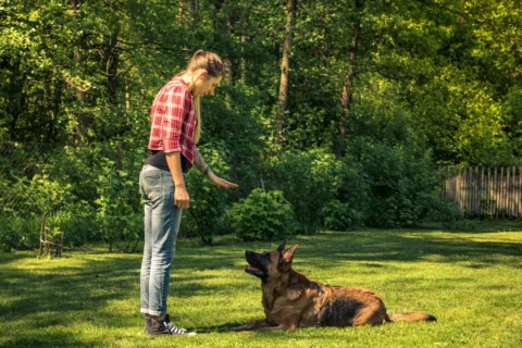 Dog training consultation outdoors - XCura Mobile Vet Dog owner working with a dog during a behavioural and training consultation