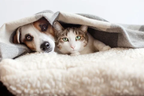 Vet home visit for Sick dog and cat resting at home - XCura Mobile Vet Dog and cat resting together at home before an in-home veterinary visit