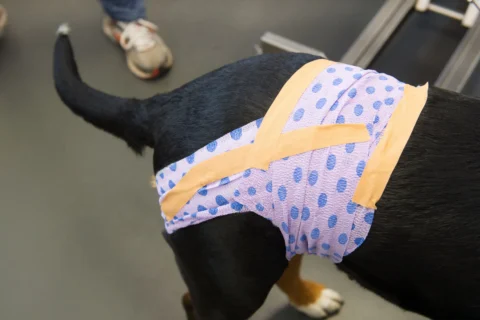Dog recovering after wound care - XCura Mobile Vet Dog wearing a protective bandage after veterinary wound care treatment at home
