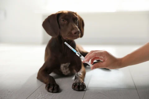 Images_1 - XCura Mobile Vet