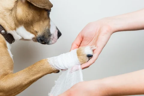 Images_7 - XCura Mobile Vet