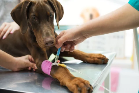 Images_9 - XCura Mobile Vet