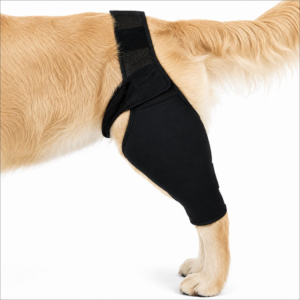dog-leg-protector-strap-l-rxw-631 - XCura Mobile Vet Black dog leg wrap brace on a light-colored dog's leg, secured with straps, isolated on white background